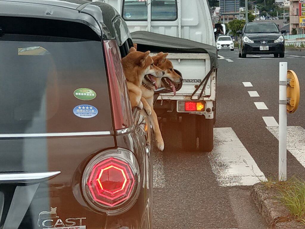 車からのぞく犬